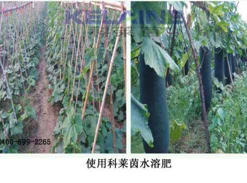 使用科萊茵水溶肥后的冬瓜效果展示！