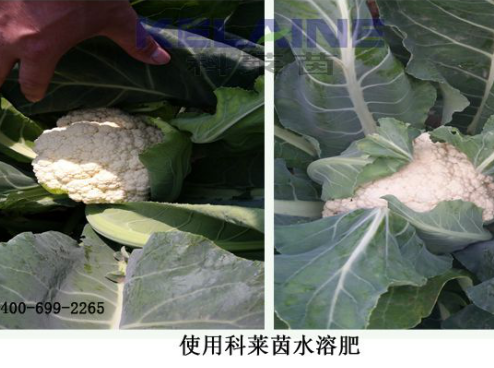 使用科萊茵水溶肥后的花椰菜效果展示！