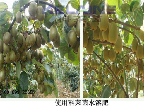 使用科萊茵水溶肥后的獼猴桃效果展示！