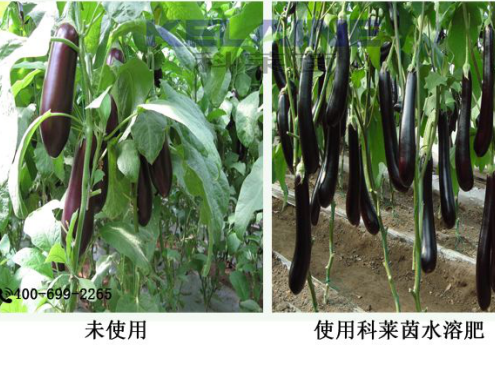 使用科萊茵水溶肥前后的茄子對(duì)比圖！