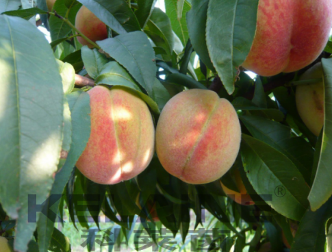 使用科萊茵水溶肥后的桃子效果展示！