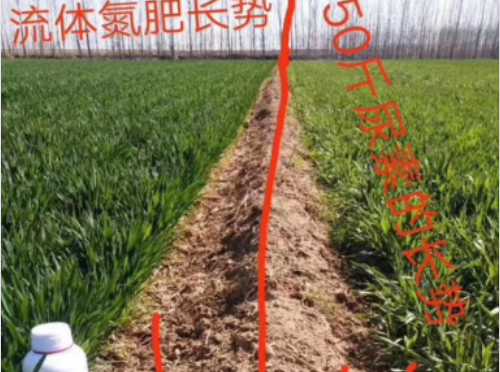 使用科萊茵聚合流體氮水溶肥后的小麥效果展示！