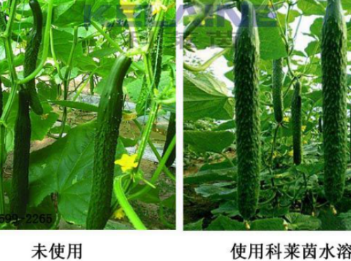 使用科萊茵水溶肥前后的黃瓜對比圖！