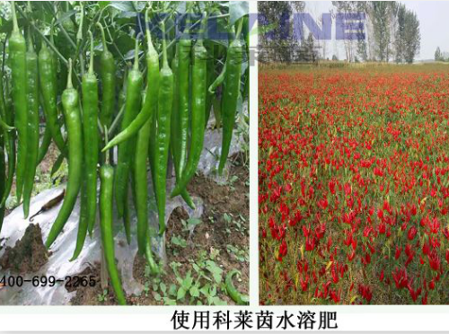 使用科萊茵水溶肥后的辣椒效果展示！