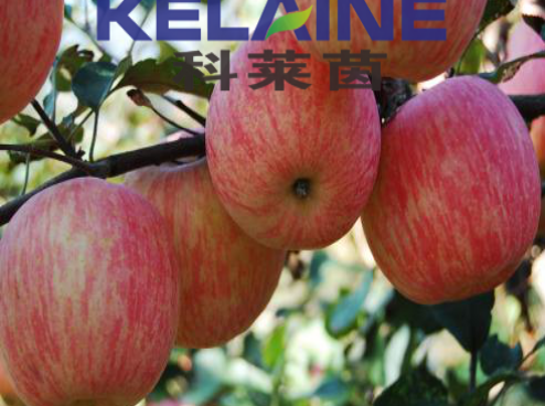 使用科萊茵水溶肥后的蘋果效果展示！