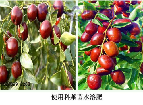 使用科萊茵水溶肥后的大棗效果展示！