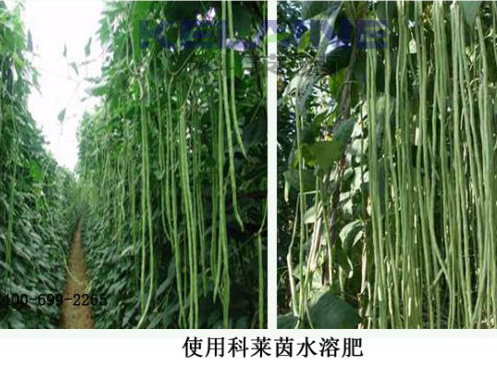 使用科萊茵水溶肥后的豆角效果展示！