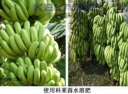使用科萊茵水溶肥后的香蕉效果展示！