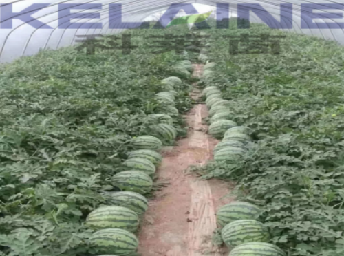 使用科萊茵水溶肥后的西瓜效果展示！