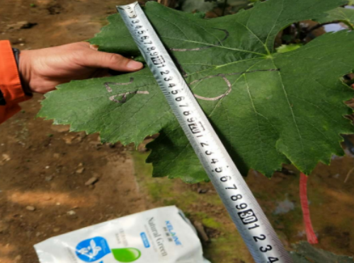 使用科萊茵水溶肥后的葡萄葉片效果！