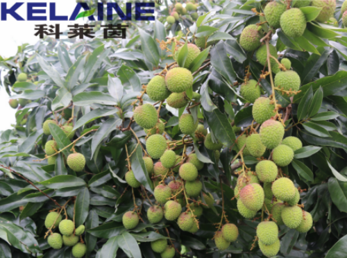 使用科萊茵水溶肥后的荔枝效果圖！