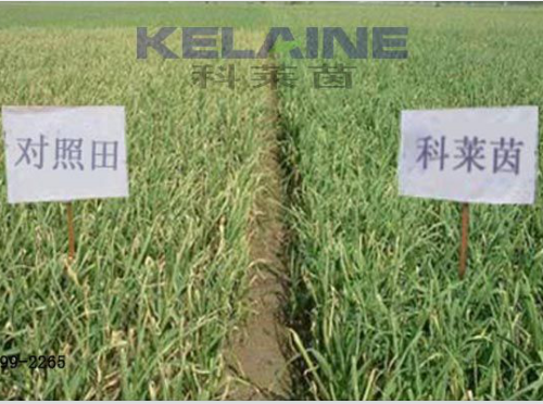 使用科萊茵水溶肥前后的大蒜對比圖！