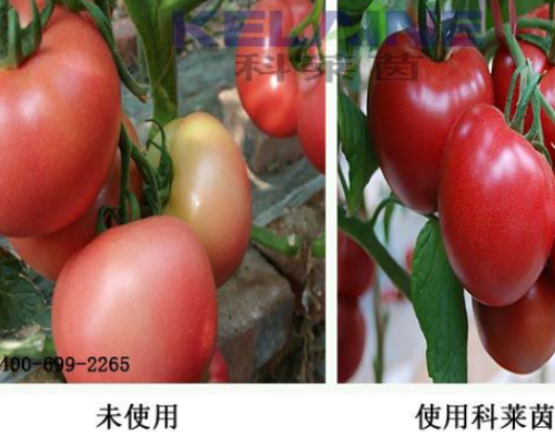 使用科萊茵水溶肥前后的西紅柿對比圖！
