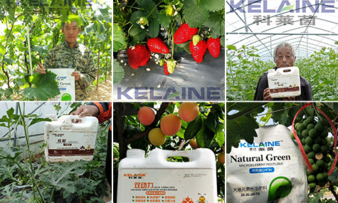 科萊茵水溶肥用戶反饋 科萊茵水溶肥用戶反饋