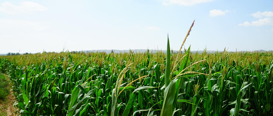 水溶肥廠家 水溶肥廠家