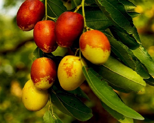 1625801504378567.jpg 滄州金絲小棗特點.jpg