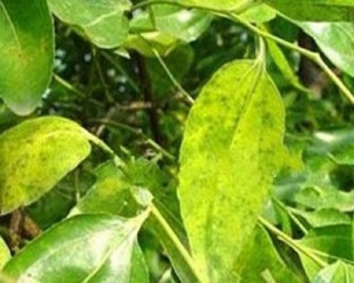 1625801527241530.jpg 2012118115957128.jpg