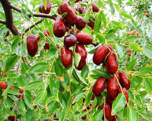 1625801582772095.jpg 20160314172043756.jpg