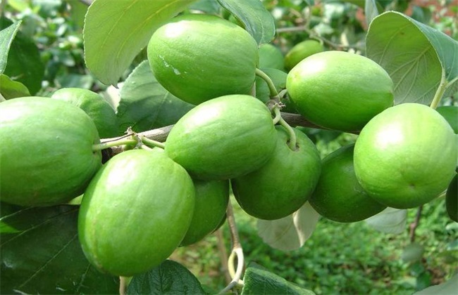 1626245428114044.jpg 青棗.jpg