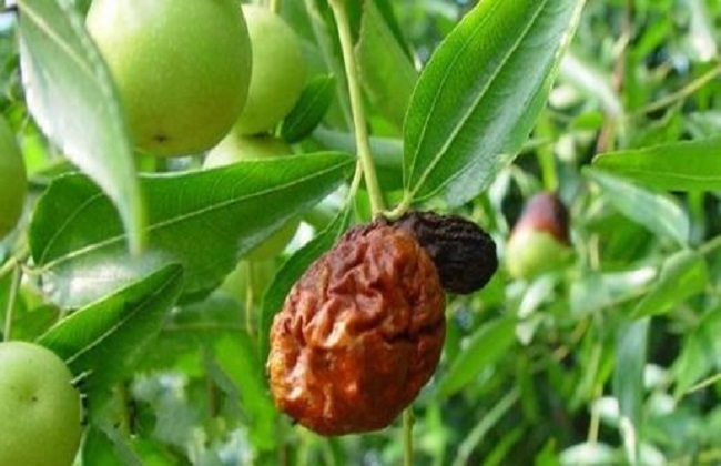 1626680946859728.jpg t013d3d96bd5083acf8.jpg