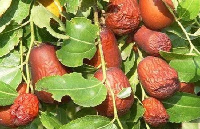 1626681105247511.jpg t012f4bcc5f11a41a29.jpg