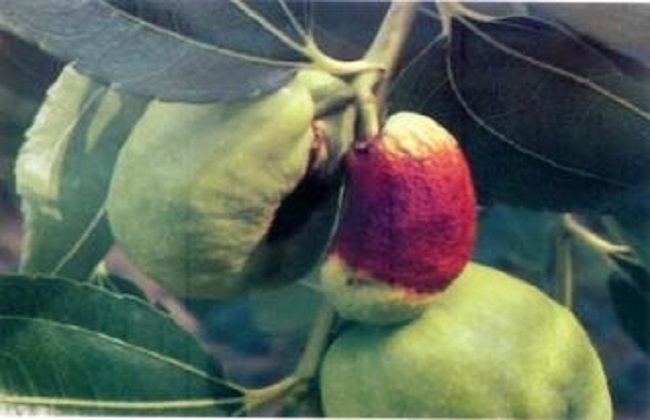 1626681195591714.jpg t01b910f27c7f1c5246.jpg