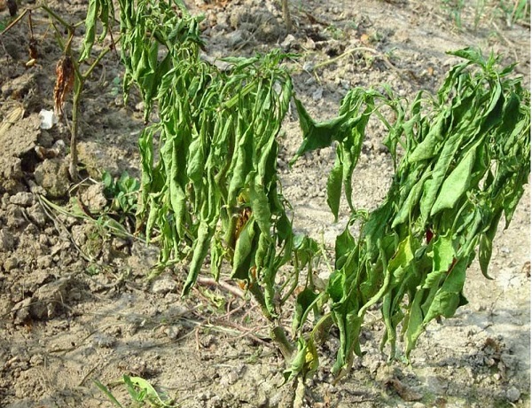 1629770629632463.jpg 19f8f4c4-6838-48c6-af88-3008a9878208.jpg